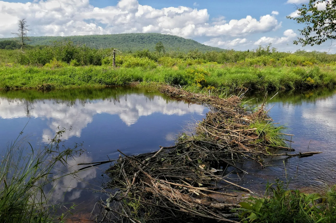 A beaver dam of woven branches and mud crossing a calm stream